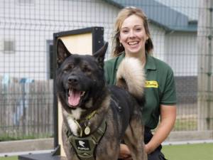 Teddy - male Akita Photo