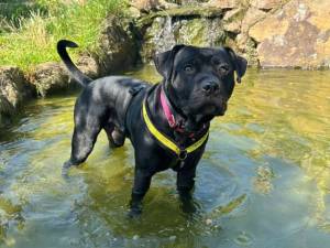 Roly - male Terrier (Staffordshire Bull) Cross Photo
