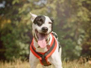 Milly - female Terrier (Staffordshire Bull) Photo