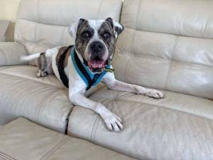 Brian - male American Bulldog Cross Photo