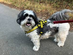 Poppy - female Lhasa Apso Photo