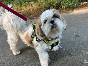 Daisy - female Shih Tzu Photo