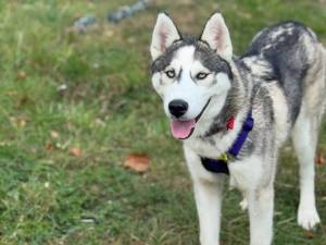 Colt - male Siberian Husky Photo