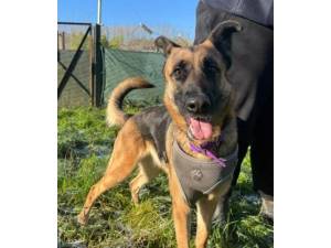 Marley - Female German Shepherd Cross Photo