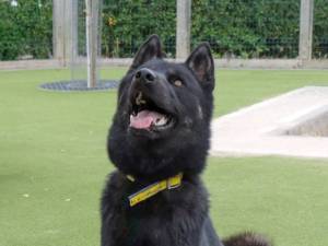 Nero - male Siberian Husky Photo