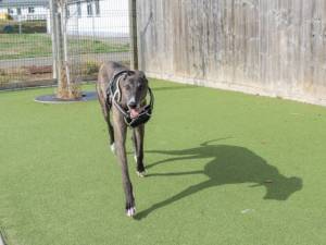 Tigger - male Greyhound Photo