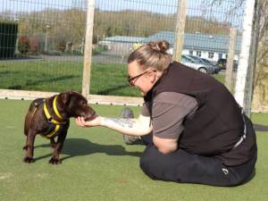 Trevor - male Terrier (Patterdale) Cross Photo