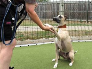Biscuit - male Whippet Cross Photo
