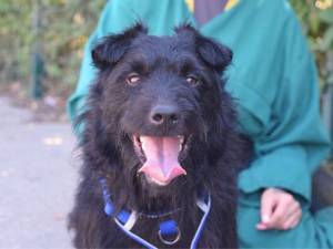 Benjamin - male Terrier (Patterdale) Photo
