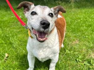 Riley - male Terrier (Jack Russell) Cross Photo
