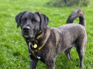 Ruby - female Crossbreed Photo