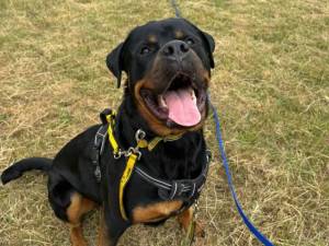 Branston - male Rottweiler Photo
