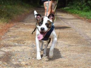 Ty - male Terrier (Staffordshire Bull) Cross Photo