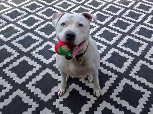 Obi - male Terrier (Staffordshire Bull) Cross Photo