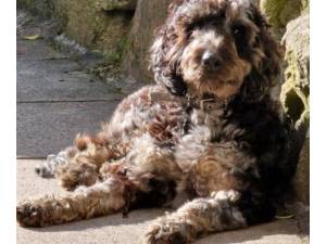 Merlyn - Male Cockapoo Photo