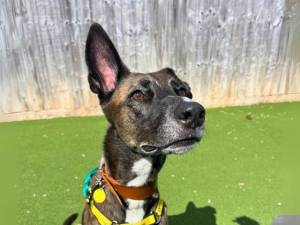 Vixen - female Belgian Shepherd Dog (Malinois) Cross Photo