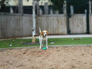 Patch - male Foxhound Photo