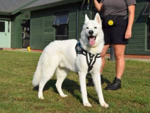 Rolo - male Akita Cross Photo
