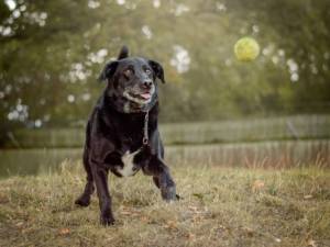 Sol - male Retriever (Labrador) Cross Photo