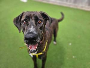 Max - male Mastiff Cross Photo