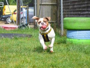 Gloria - female American Bulldog Photo