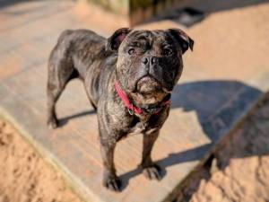 Owen - male Terrier (Staffordshire Bull) Photo