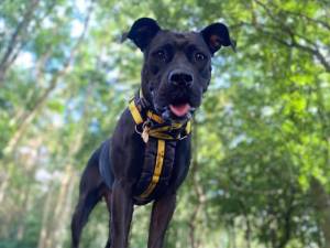 Kiwi - female Crossbreed Photo