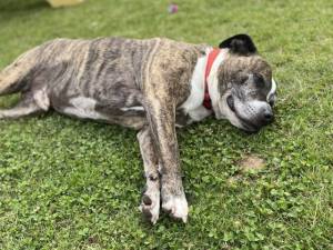 Murphy - male Terrier (Bull) Photo