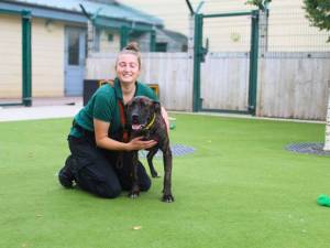 Mira - female Mastiff Cross Photo