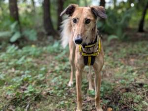Latte Longlegs - female Lurcher Photo