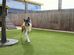 Loki - male Akita Photo