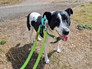 Jasper - male Collie (Border) Cross Photo
