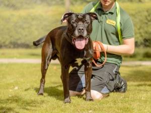 Conan - male Rottweiler Cross Photo