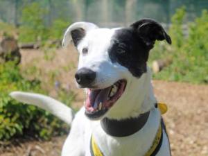 Walter - male Lurcher Photo