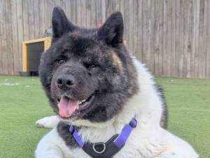 Bosco - male American Akita Photo