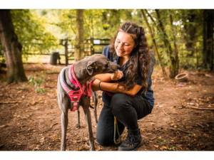 Spring - Female Greyhound Photo