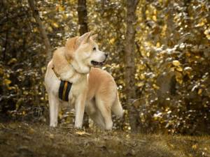 Toto - male Akita Photo