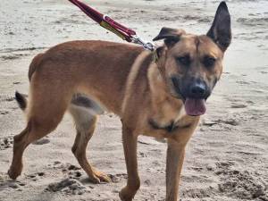 Johnny - male Belgian Shepherd Dog (Malinois) Cross Photo