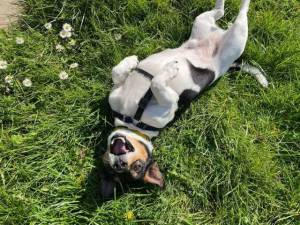 Fergus - male Terrier (Jack Russell) Photo