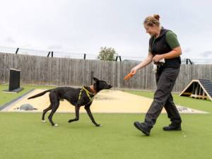 Trinket - male Lurcher Photo