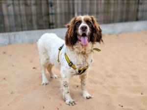Dolly - female Spaniel (English Springer) Photo
