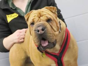 Edie - female Shar Pei Cross Photo