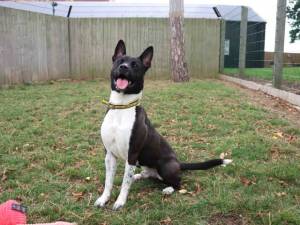 Oz - male Akita Cross Photo