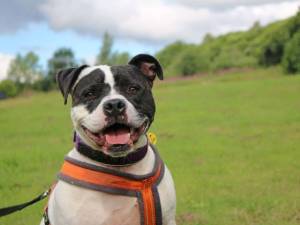 Rocky - male Terrier (Staffordshire Bull) Photo
