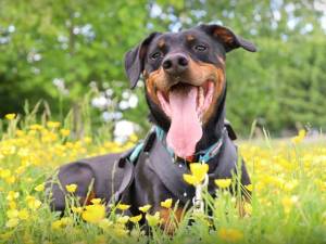 Jupiter - male Dobermann Photo