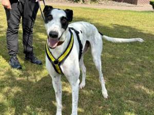 Seymour - male Greyhound Photo