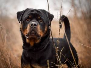 Flossie - female Rottweiler Photo