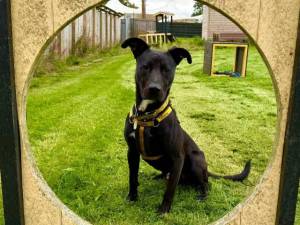 Barnaby - male Crossbreed Photo