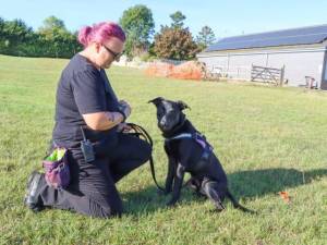 Snoop - male Retriever (Labrador) Cross Photo