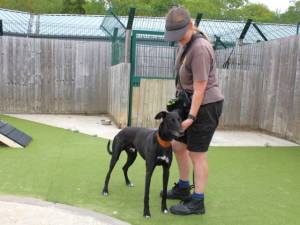 Jimbo - male Greyhound Photo